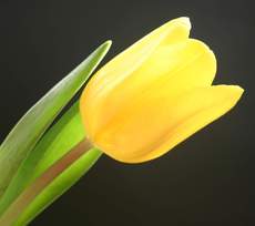 gelbe-Tulpe.jpg